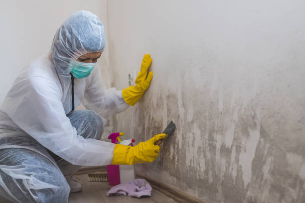 Best Basement Mold Removal  in Gulfport, FL