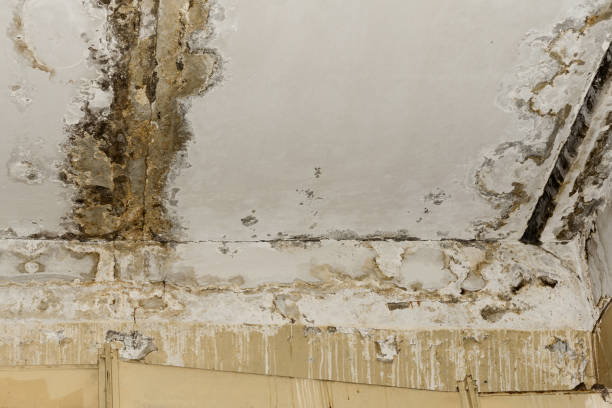 Asbestos and Lead Testing During Mold Inspection in Gulfport, FL