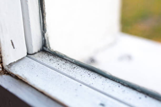 Best Mold Removal for HVAC Installations  in Gulfport, FL