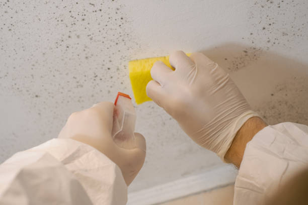 Best Mold Remediation for Vacation Homes  in Gulfport, FL