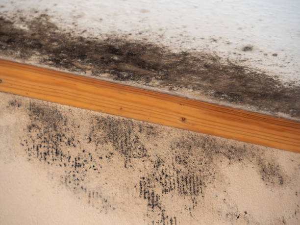 Best Post-Construction Mold Inspection  in Gulfport, FL