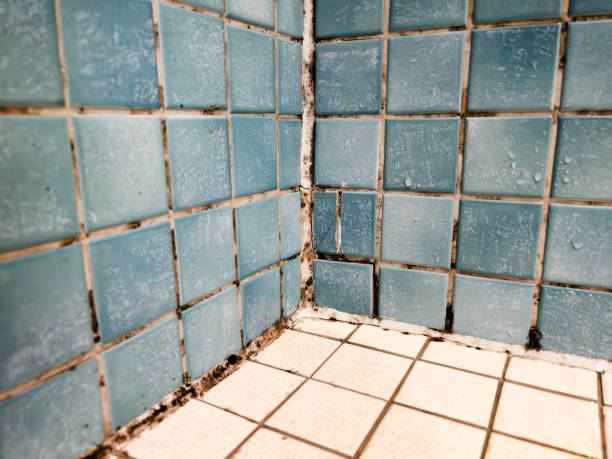 Best Forensic Mold Investigation  in Gulfport, FL