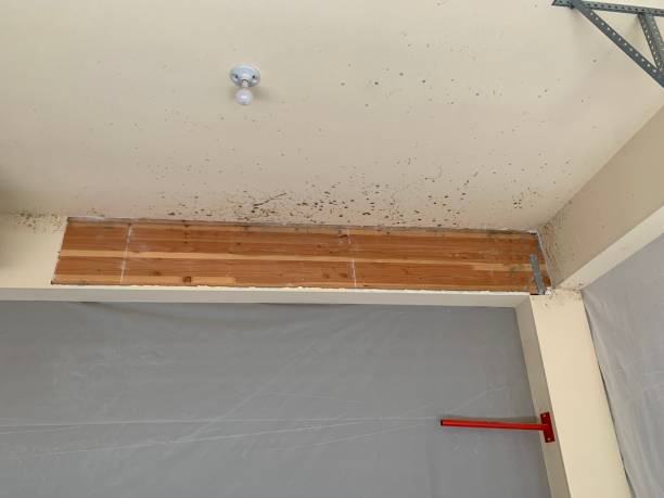 Best Mold Odor Removal Services  in Gulfport, FL