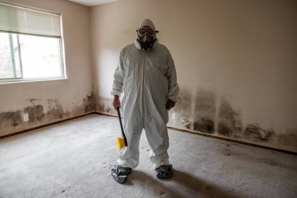 Trusted Gulfport, FL Mold Removal Experts