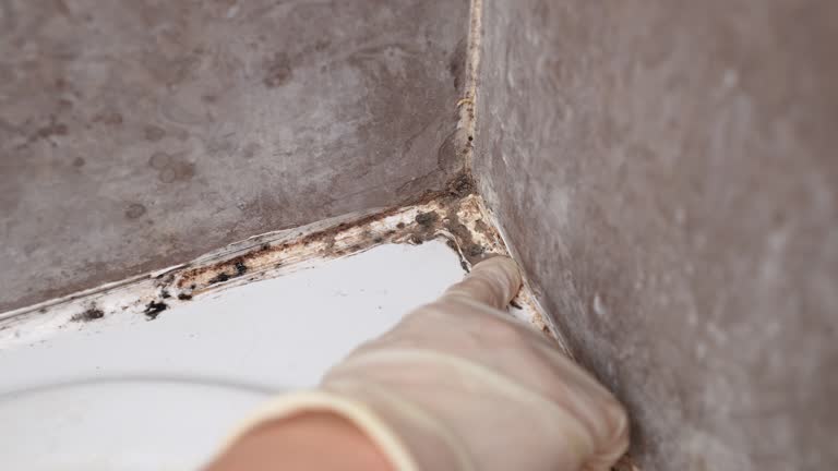 Best Mold Remediation for Rental Properties  in Gulfport, FL
